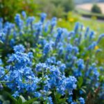 rośliny o niebieskich kwiatach